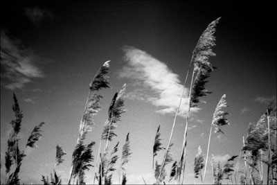 Grasses at Eling marshes, Hampshire.
